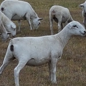 Australian White Ewes and Rams