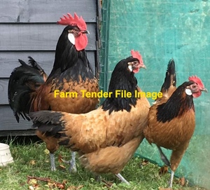 Purebred Vorwerk Flock