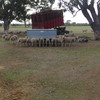 Merino Ewes SIL (111 ewes)