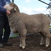 2019 Drop Poll Merino Rams Kerrilyn Merino Stud 