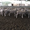 200 mixed sex composite lambs