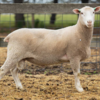 Under Auction - Lot 3 Highlander Ram 190268 (DLE Ram Auction A100 - 10th Sept via Auctionsplus) 
