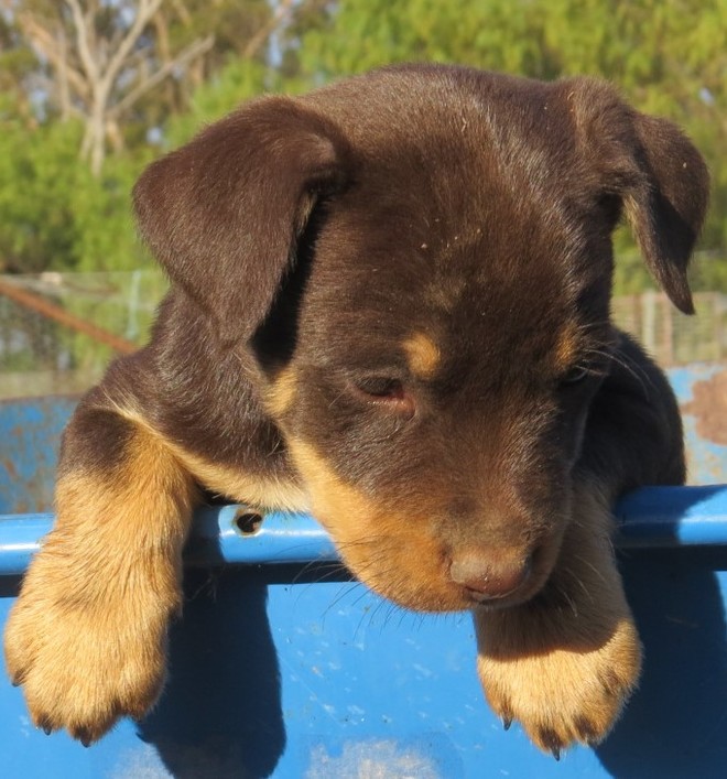 Kelpie Pups