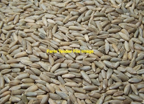 100mt Rye Seed