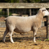 Under Auction - Lot 17 Highlander Ram 190434 (DLE Ram Auction A100 - 10th Sept via Auctionsplus) 