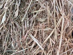 Wheaten hay, round bales, near Mortlake