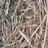 Wheaten hay, round bales, near Mortlake