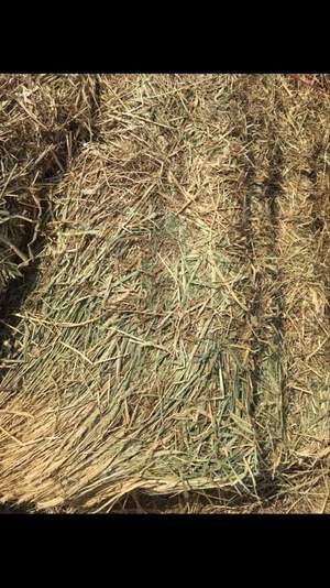300mt Wheaten Hay 600+kg 8x4x3 Bales