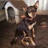 One year old brown and tan female kelpie