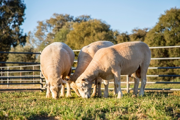 1.5 year Poll Dorset Rams For Sale