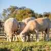 1.5 year Poll Dorset Rams For Sale