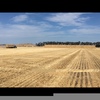 wheat/barley straw