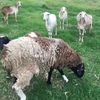 Damara/Damara cross flock 