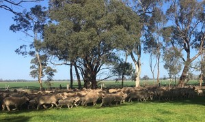 Well bred Merino Ewes with lambs at foot
