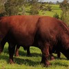 Stud Beef Shorthorn Bull