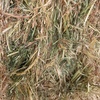 Oat/Wheat Hay 