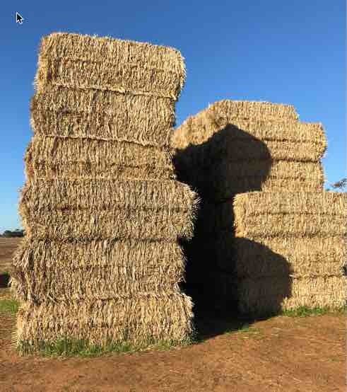 Windrowed Barley and Wheaten Straw