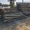 Treated Pine Posts - 5-6