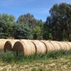 79 Rolls first cut Lucerne Hay