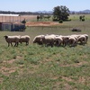 20 WELL BRED 1ST X EWES