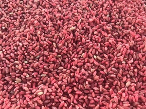 Corack seed wheat