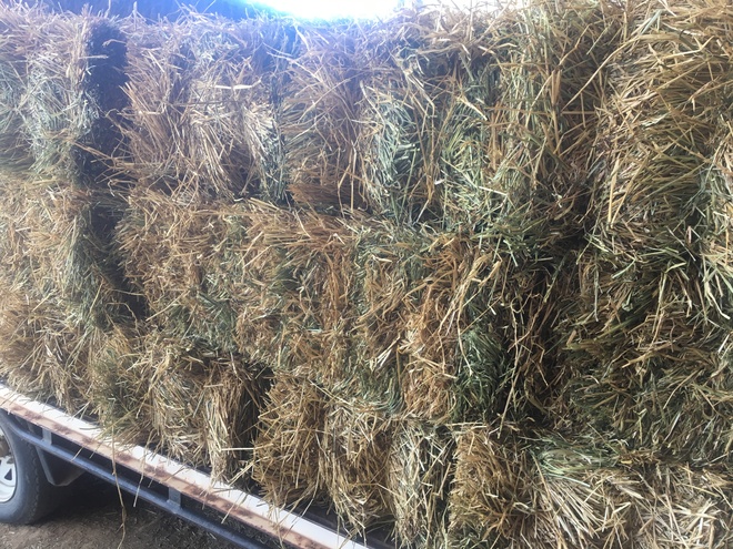 Small Squares of Ryegrass Hay