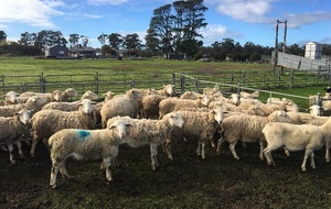 180 x 2-4yo Dorper Ewes with Lambs @ Foot