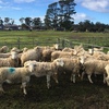 180 x 2-4yo Dorper Ewes with Lambs @ Foot