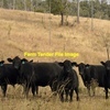 WANTED - Agistment for 100 to 200 Angus PTIC cows