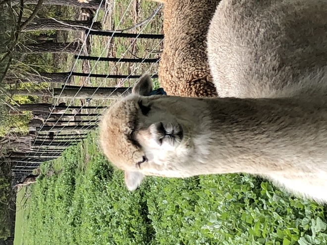 Excellent herd guard alpaca pair of young wethers