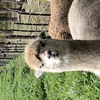 Excellent herd guard alpaca pair of young wethers