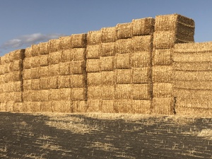 Windrowed and Header Trailed Wheaten Straw 8x4x3 Bales 530+ Kg's 