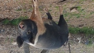 Berkshire Sow's for sale