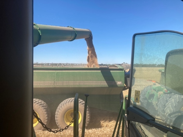 Coolamon 36t chaser bin