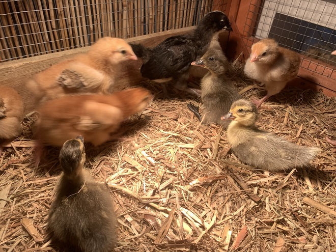 Chickens, Ducks & Quails 