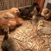 Chickens, Ducks & Quails 