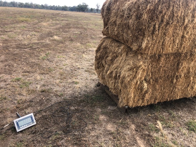 Clover hay