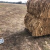 Clover hay
