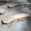 20.8R42 Tyres & Rims