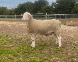 WAKELEIGH White Suffolk Rams