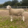 WAKELEIGH White Suffolk Rams