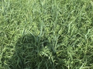 Lucerne oaten rye mix silage rolls feed tested. 