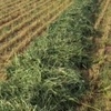 new season oaten vetch hay