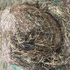 Drover Oats Silage