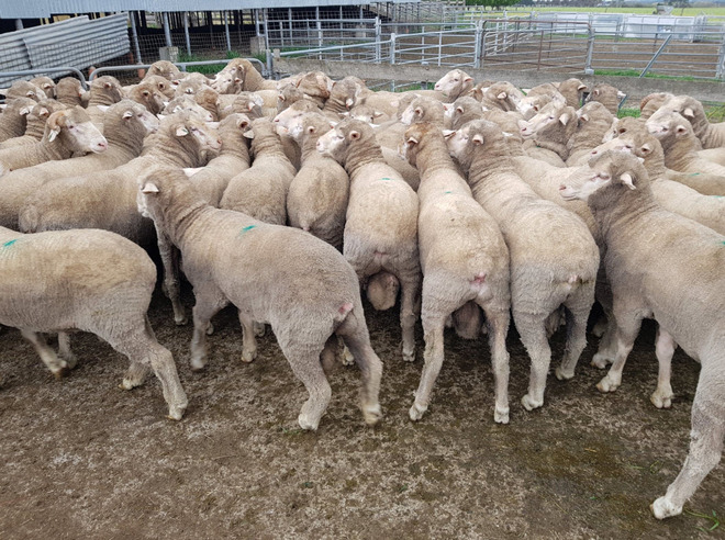 Poll Merino Dual Purpose Rams x 40 (All with ASBVs)