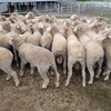 Poll Merino Dual Purpose Rams x 40 (All with ASBVs)
