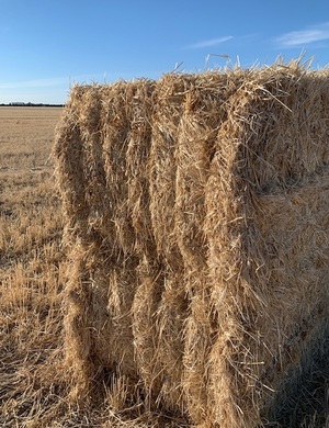 Barley Straw Ex Farm 582kg Bales
