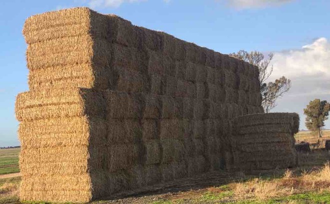 119 Bales of Wheaten Straw 8x4x3 Bales 490-520 Kg's