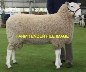 WANTED Border Leicester Rams x 20
