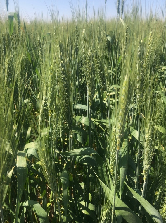 EOI Wheaten Hay 8x4x3 Bales 'New Season'